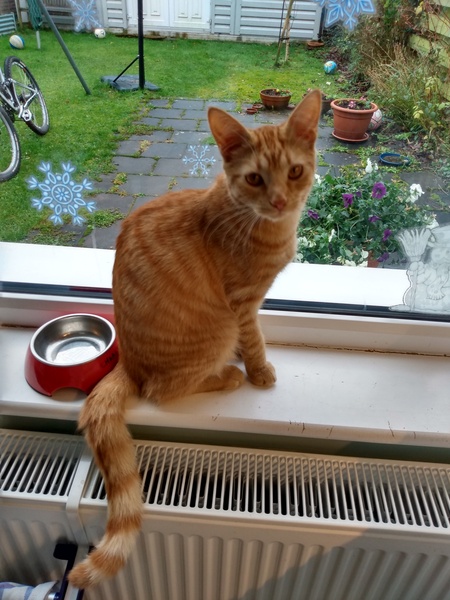 Cat chat thread we've lost count