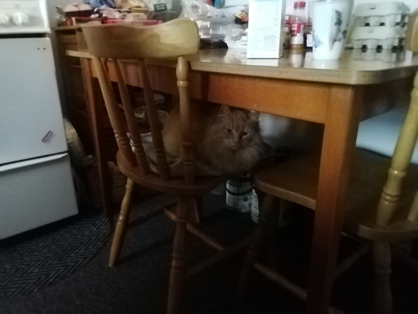 Feral in from the cold.