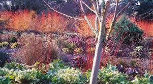 What's looking good in your garden this month?