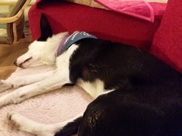 More than 1800 people have contacted Dog’s trust to rehome unwanted lockdown puppies