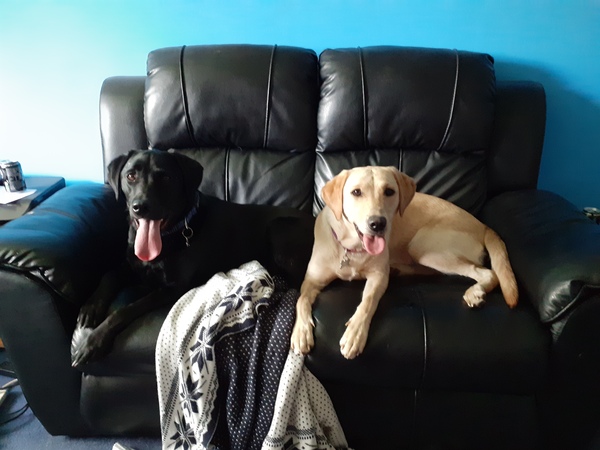 Labradors and their fascination with food