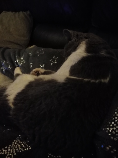 How can a tiny little cat weigh so much?