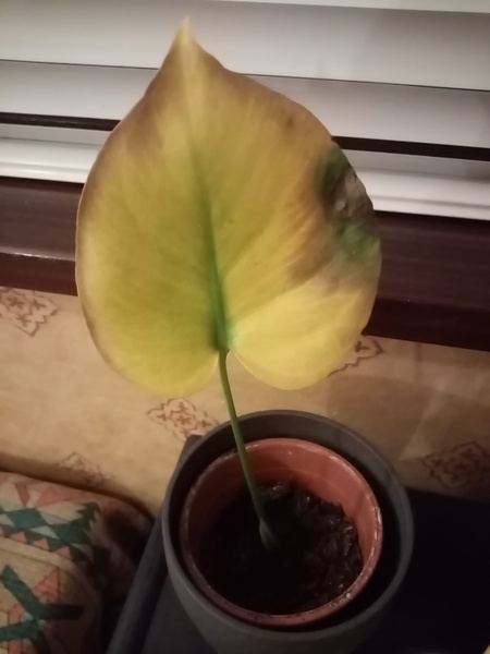 Can this monstera cutting be saved?