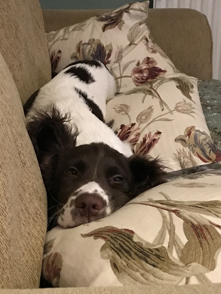Puppy names (and a photo!)