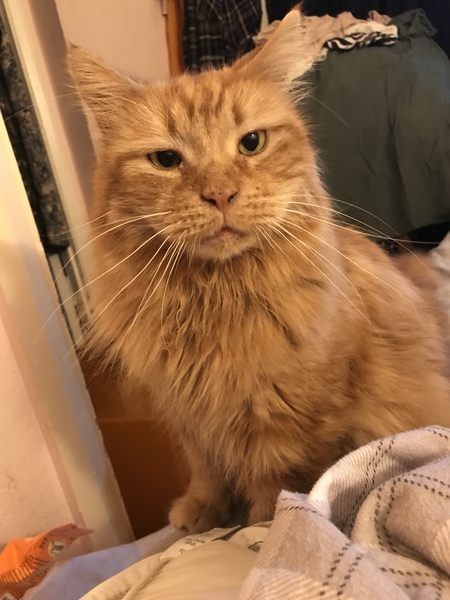 Cat chat thread we've lost count