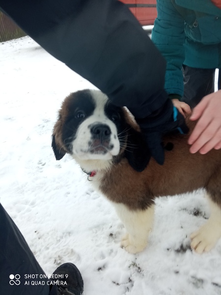 Puppy Survival Thread - December