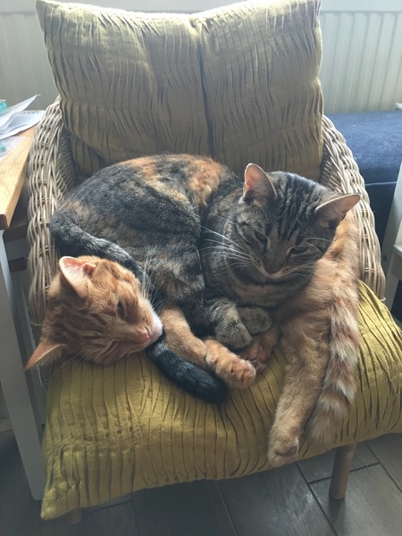 Is anyone else’s cat as neglected as mine?