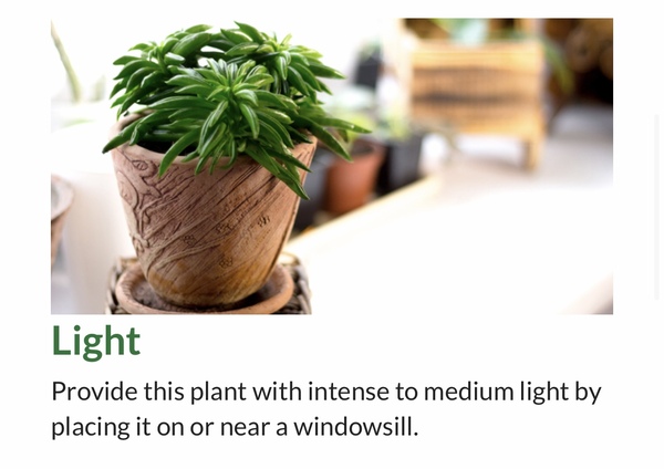 ID of houseplant needed please