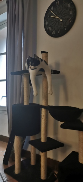 What weird stuff does your cat do?