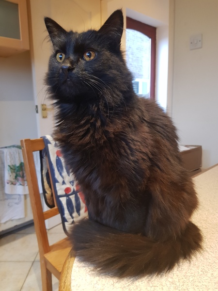 Gratuitous cat pictures please