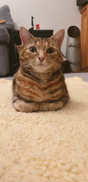 Gratuitous cat pictures please