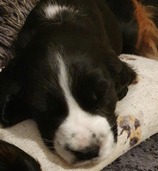 Puppy names (and a photo!)