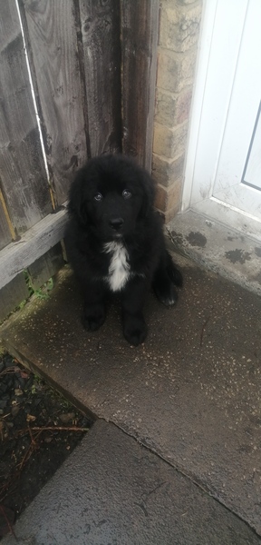 Puppy Survival Thread - January - February