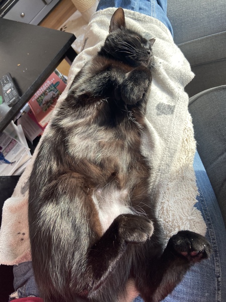 Getting stressed at work. Please send pictures of your dogs and kitties to cheer me up!