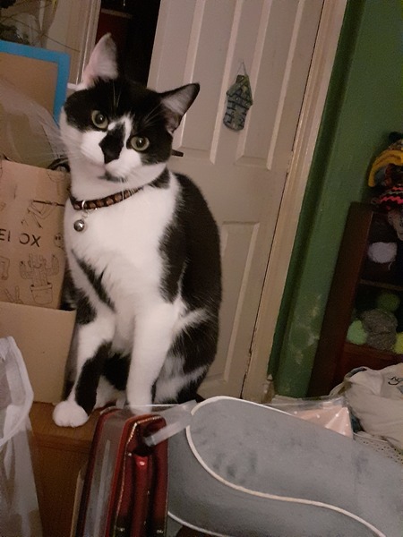Gratuitous cat pictures please