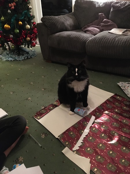 Breed experts - can you help identify this breed/s?
