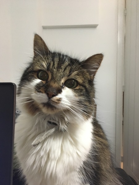 ADs and their gratuitous pussy pictures