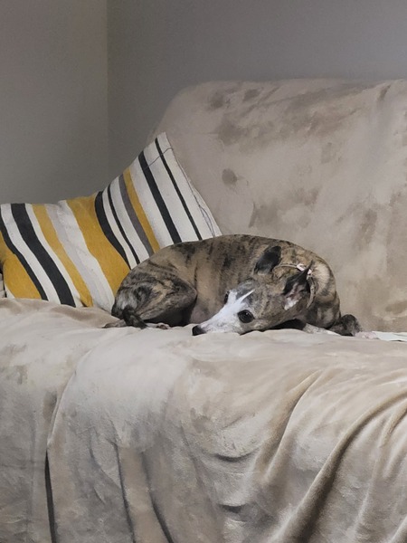 Dogs on the Sofa