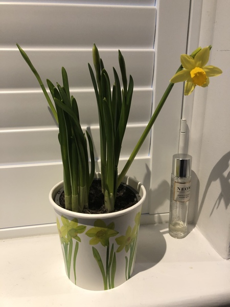 Good News Part 5. For science, positivity, puffins and daffodils. For anyone who isn't coping with gloom and doom.All aboard Boaty McBoatface!