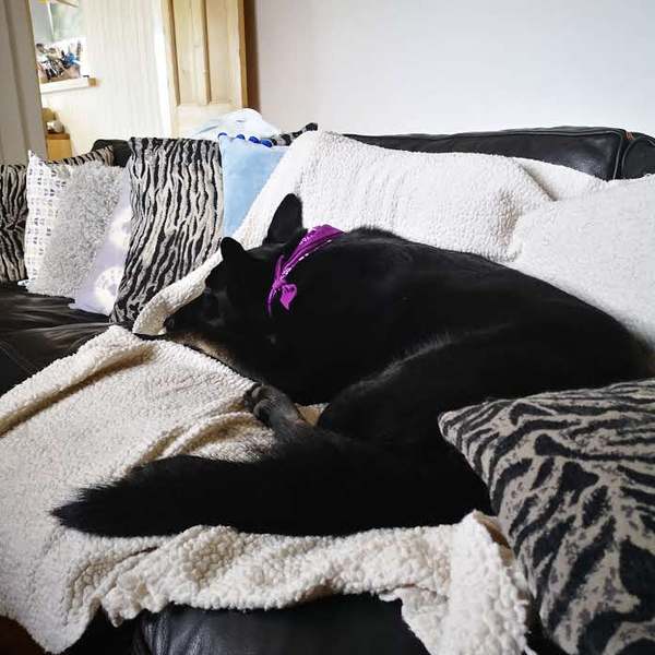 Dogs on the Sofa