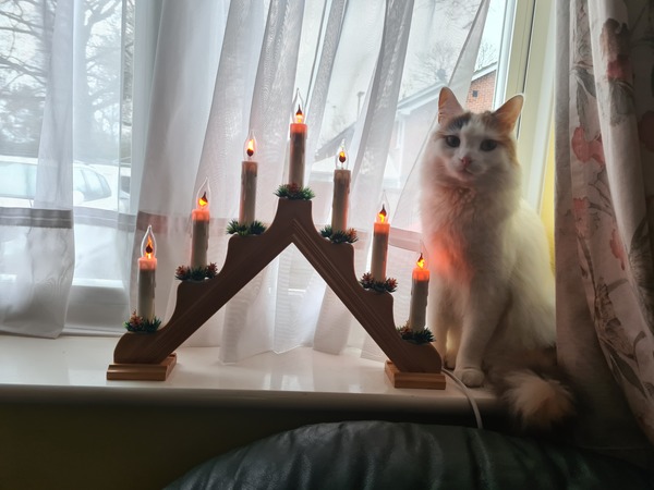 Clueless cat?