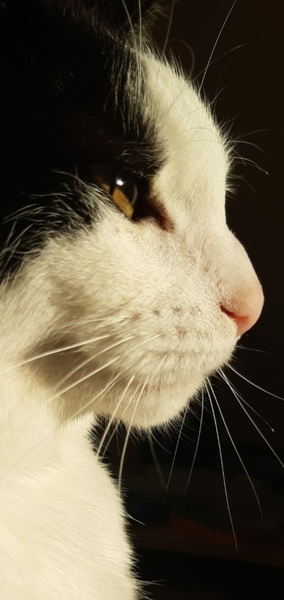 Gratuitous cat pictures please