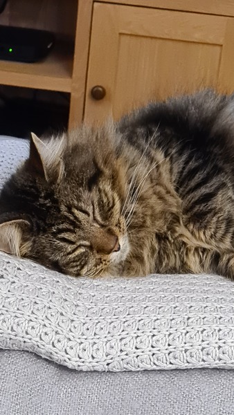 Gratuitous cat pictures please