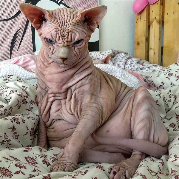 To be shaven, or not to be shaven???