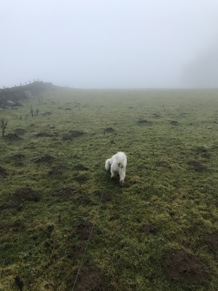 Dogs needing less exercise