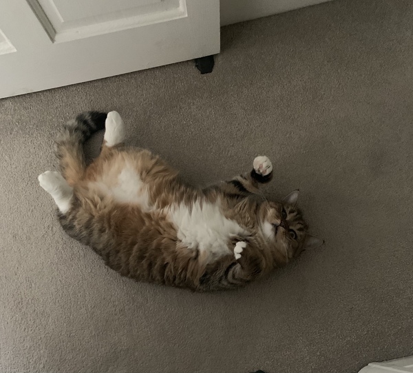 Cat Christmas fatigue
