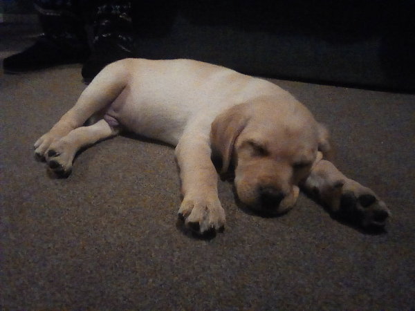 To drive a 2 hour drive to collect a new puppy?