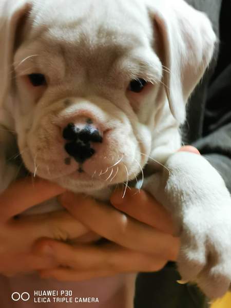 Puppy Survival Thread - January - February