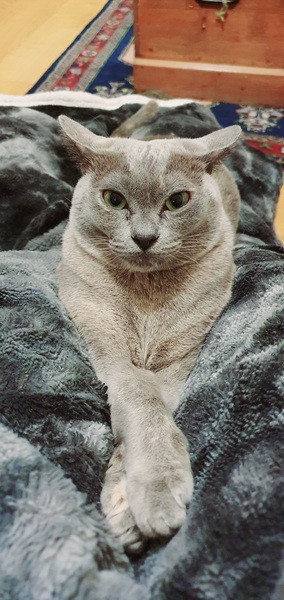 Gratuitous cat pictures please