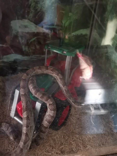 Royal Python has escaped!