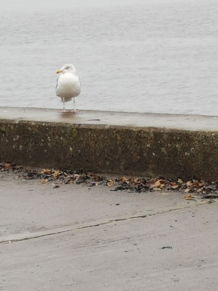 Trapped toddler parents of the fabled Winter 2020/2021. Puddle suits at the ready..hello Christmas!