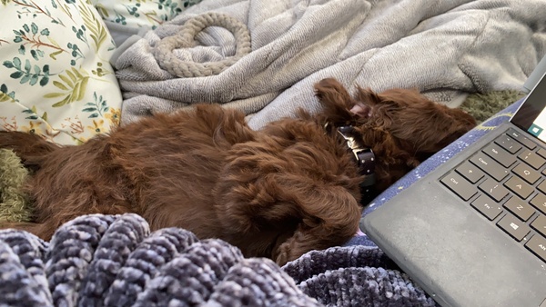 Puppy Survival Thread - January - February