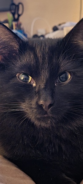 Gratuitous cat pictures please