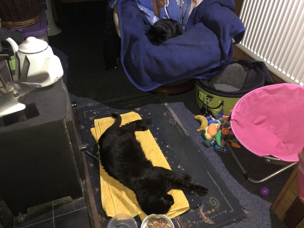 Feral in from the cold.