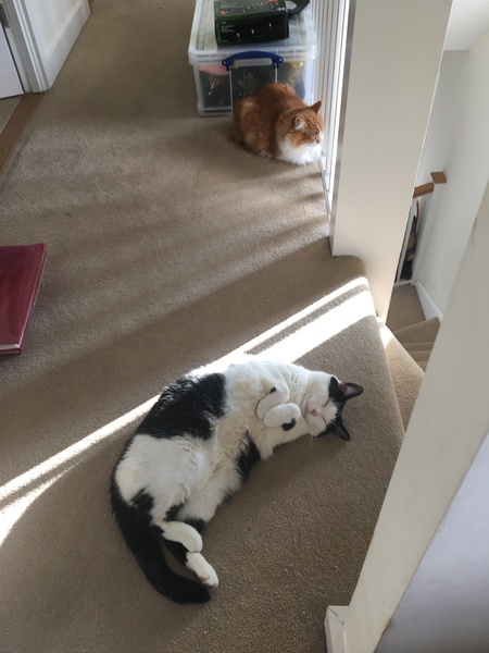My cats are bone idle