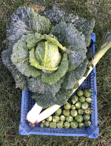 Allotment/Veg Patch Thread 16  Weather weirdness prevails !