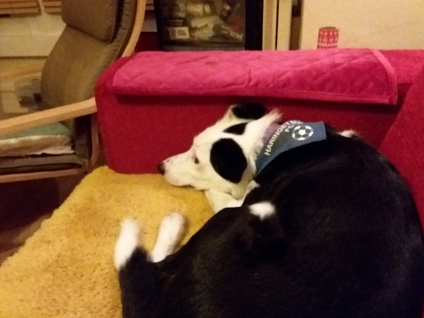 More than 1800 people have contacted Dog’s trust to rehome unwanted lockdown puppies