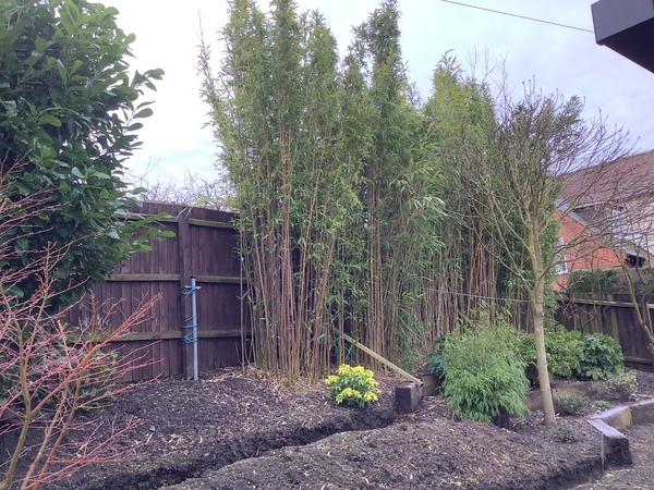 Garden privacy