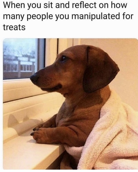 Covid/ lockdown (or any!) memes and jokes