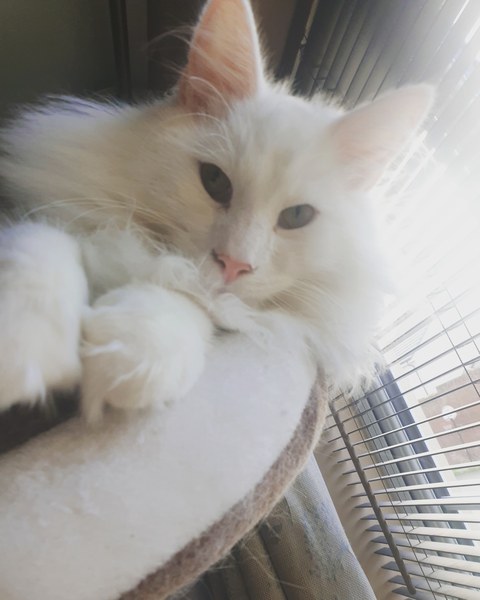 Ragdoll or moggy