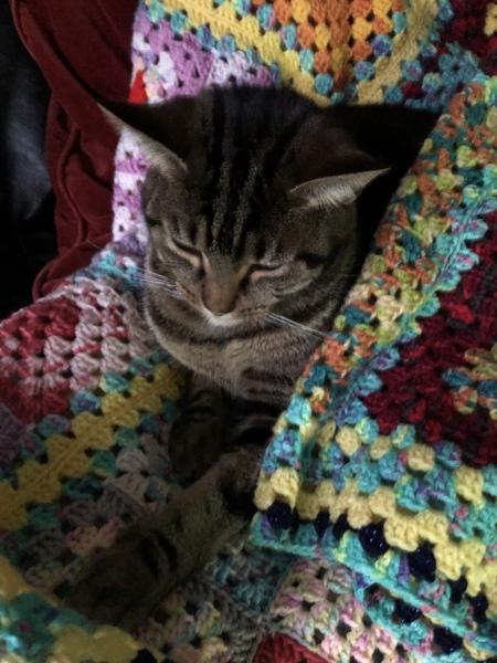 Cat chat thread we've lost count