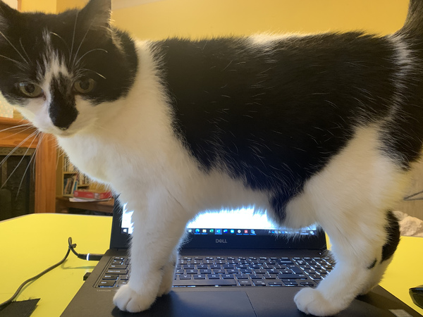 If you WFH, what's on your desk?