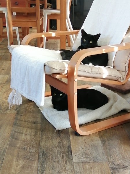 Gratuitous cat pictures please