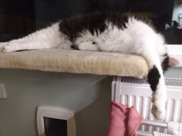 Cat chat thread we've lost count