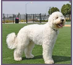 Going round and round trying to figure out best breed for us (family dog)...