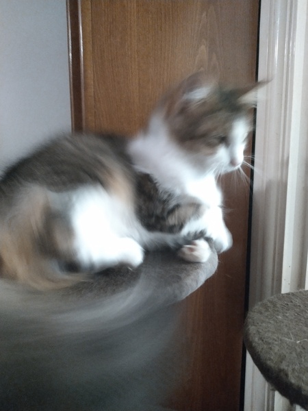 Gratuitous cat pictures please